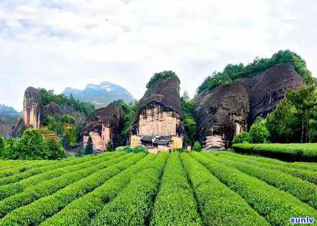 如何区分茶叶的好坏，茶叶新手指南：如何区分茶叶的好坏？