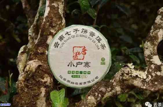 冰岛勐库小户赛熟茶-勐库小户赛茶厂