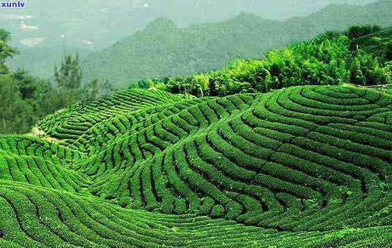 冰岛五大茶山，探索冰岛五大茶山：领略神秘北风光的绝佳去处