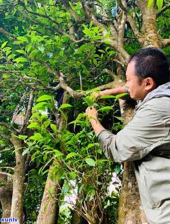 冰岛五大茶山，探索冰岛五大茶山：领略神秘北风光的绝佳去处