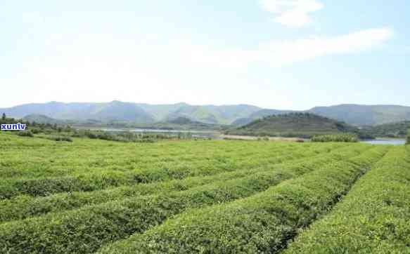 冰岛周边茶，探索冰岛周边的茶园