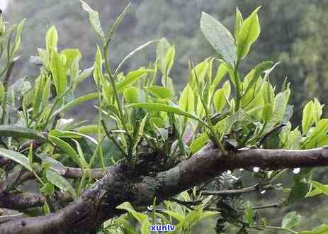 冰岛茶哪里的好，探索冰岛茶的美妙之处：揭秘的冰岛茶产地