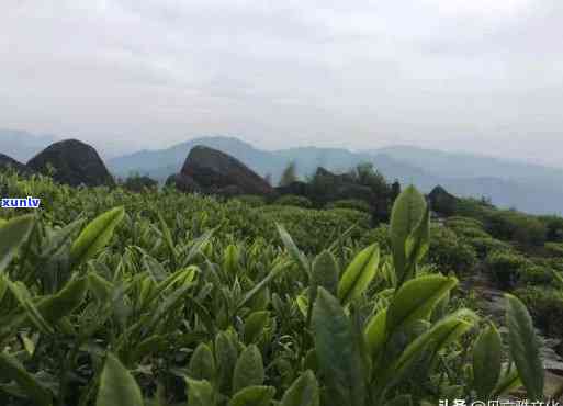 武夷山都有哪些茶叶，探秘武夷山：了解其丰富的茶叶品种！