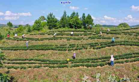 附近茶叶专卖店地址-附近茶叶专卖店地址独山大道