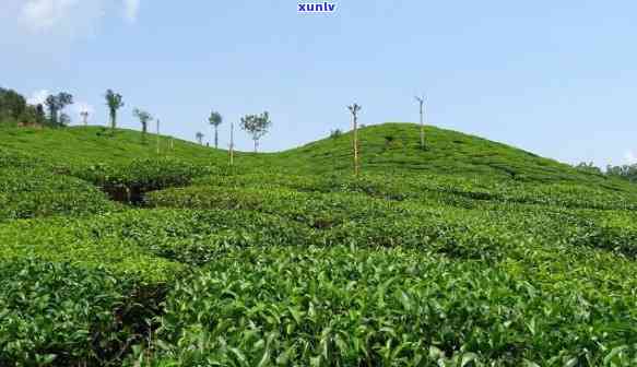 冰岛茶园面积：揭秘世界更大的人工种植园