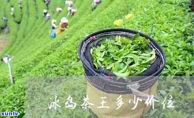 冰岛茶王在什么地方-冰岛茶王在什么地方卖