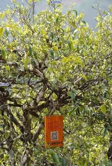 冰岛老寨秋茶口感，品味独特，冰岛老寨秋茶的口感体验