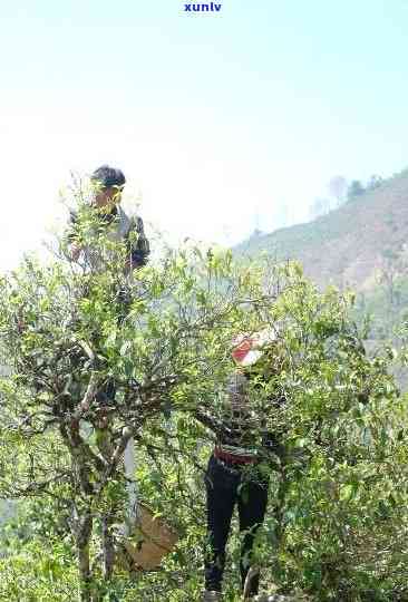 下关勐库冰岛古树茶-下关2010勐库冰岛母树