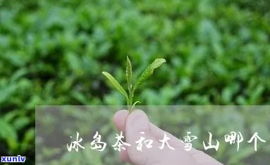 冰岛茶种是大理种吗-冰岛茶种是大理种吗