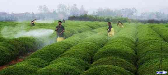 便宜茶叶是不是真的-便宜茶叶是不是真的假的