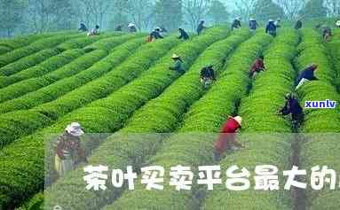 茶叶批发网上交易平台，一站式茶叶场，轻松采购各类优质茶叶！