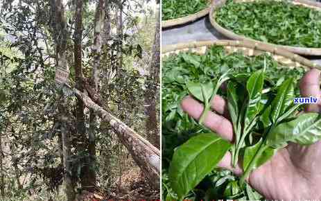 冰岛茶与曼松那个好-曼松茶和冰岛哪个贵