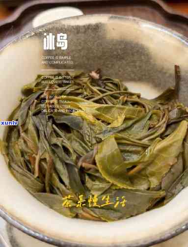 喝冰岛古树茶的早茶-冰岛古树茶的香气