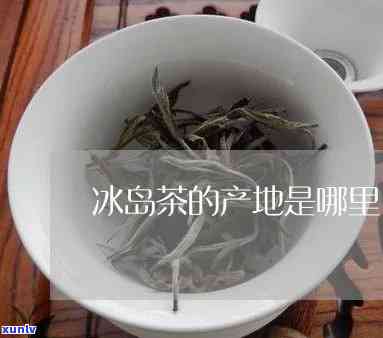 冰岛茶是广东产的吗-冰岛茶是广东产的吗是真的吗