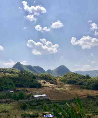 探索冰岛茶香味：从香气到滋味，全方位解析冰岛茶的独特魅力