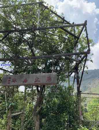 冰岛糯茶可以几泡-冰岛糯茶可以几泡一起泡吗