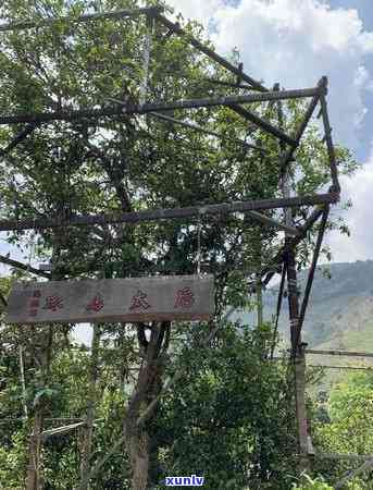 冰岛糯茶可以几泡-冰岛糯茶可以几泡一起泡吗