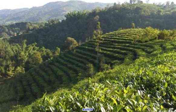 临沧有哪些茶叶山头好喝，探寻云南临沧的好茶山头，口感丰富不容错过！