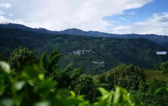 临沧有哪些茶叶山头好喝，探寻云南临沧的好茶山头，口感丰富不容错过！