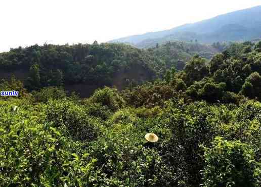 临沧有哪些茶叶山头-临沧有哪些茶叶山头有名人去过