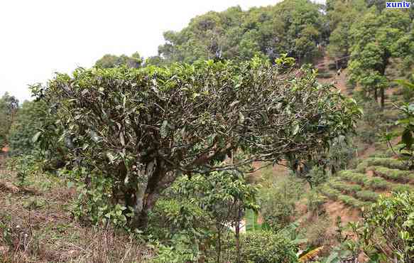 冰岛小树茶什么意思-冰岛小树茶是什么茶