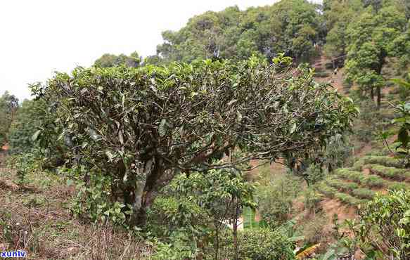 冰岛小树茶什么意思-冰岛小树茶是什么茶