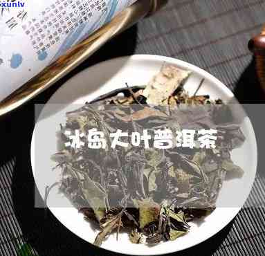 冰岛树茶是大叶种吗-冰岛树茶是大叶种吗还是小叶