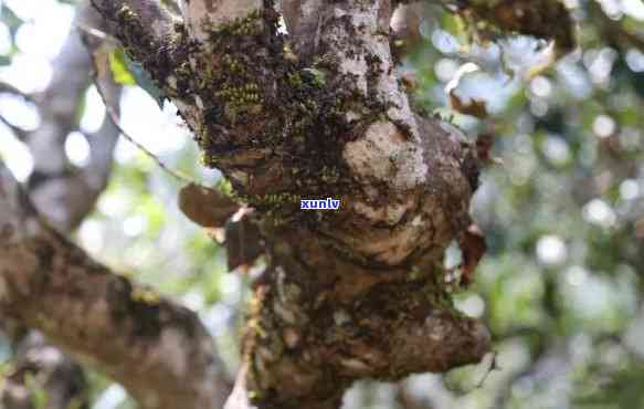 冰岛古树茶小牛肋巴-云南冰岛小牛肋巴茶好吗