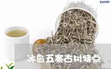 冰岛五寨古树茶特征-冰岛五寨古树茶特征介绍