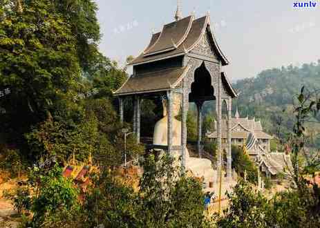 冰岛五寨古树茶特征-冰岛五寨古树茶特征介绍