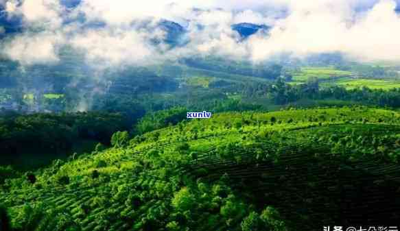 景谷有什么茶山，探秘云南景谷的茶园风光：哪些茶山值得一游？