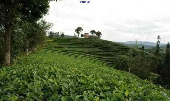 景谷有什么茶山，探秘云南景谷的茶园风光：哪些茶山值得一游？