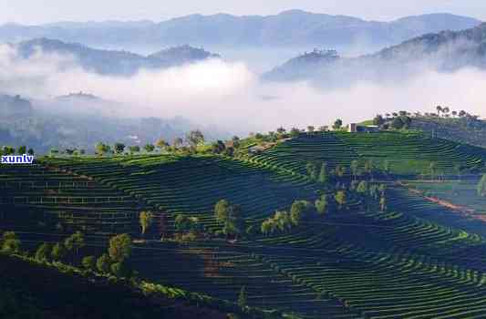 景谷有什么茶山，探秘云南景谷的茶园风光：哪些茶山值得一游？