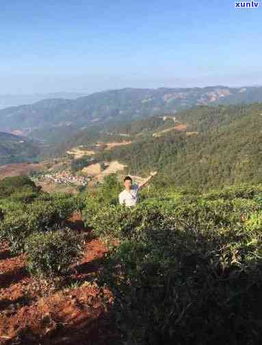 景谷有什么茶山，探秘云南景谷的茶园风光：哪些茶山值得一游？