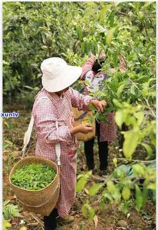 什么茶叶最出名好喝，探寻美味：哪种茶叶更受欢迎？