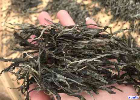 深入解析冰岛古树茶口感特点：熟茶与生茶的区别、描述、老寨特色及全面认识