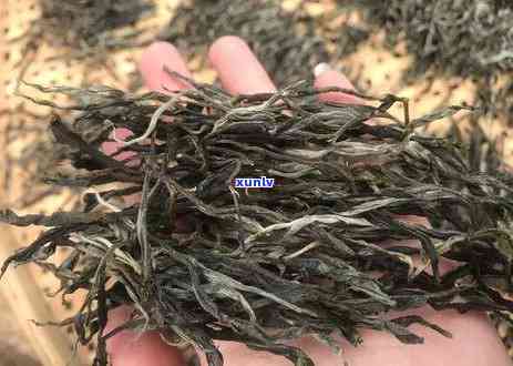 深入解析冰岛古树茶口感特点：熟茶与生茶的区别、描述、老寨特色及全面认识