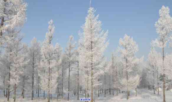 翡翠雪花，璀璨如翡翠，飘逸似雪花——探秘冬季最美的自然景观