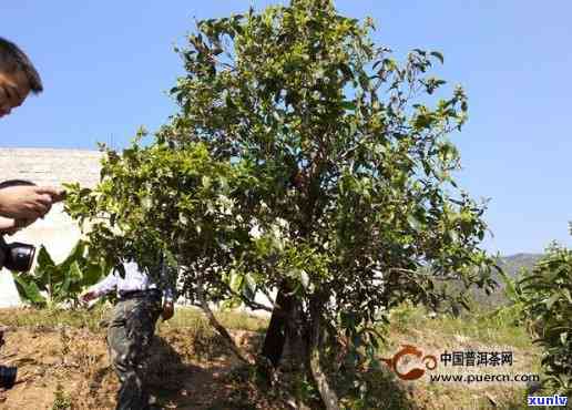 冰岛古树茶釆摘时间-冰岛古树茶在哪里