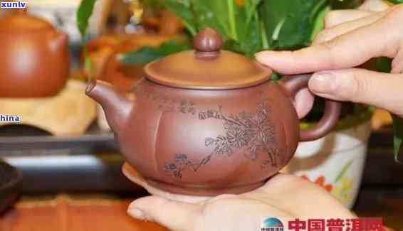 红泥壶泡什么茶，探究搭配：红泥壶泡哪种茶最美味？