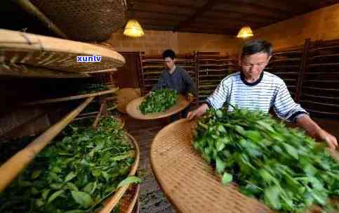 茶叶 ***  *** 分几类-茶叶的 ***  *** 有几种