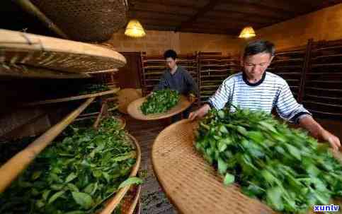 茶叶 ***  *** 分几类-茶叶的 ***  *** 有几种