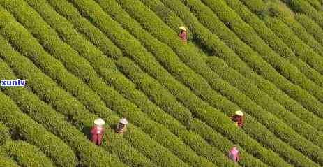 大叶子是什么茶图片，揭秘茶叶世界：你所不知道的大叶子茶种类与图片全览