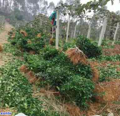 成都本地茶叶什么好-成都本地茶叶什么好卖一点