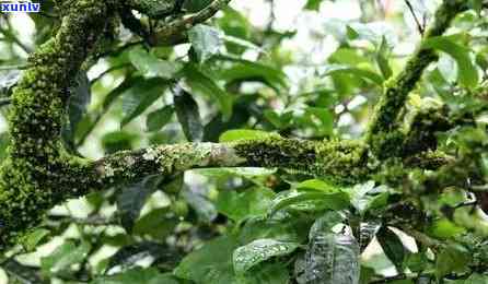 冰岛绍是什么茶类-冰岛绍是什么茶类植物