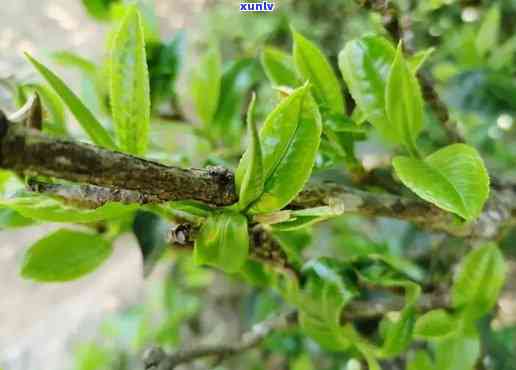 冰岛茶含铁高有什么危害，揭秘冰岛茶的高含铁量：潜在的危害与风险