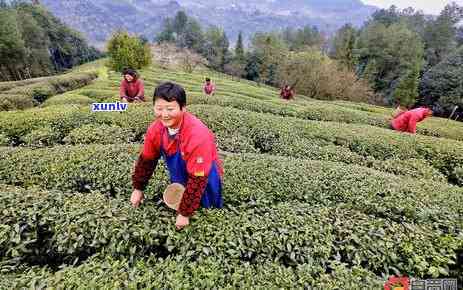 送礼茶叶配搭什么好看？选择合适的礼品组合让馈赠更有心意