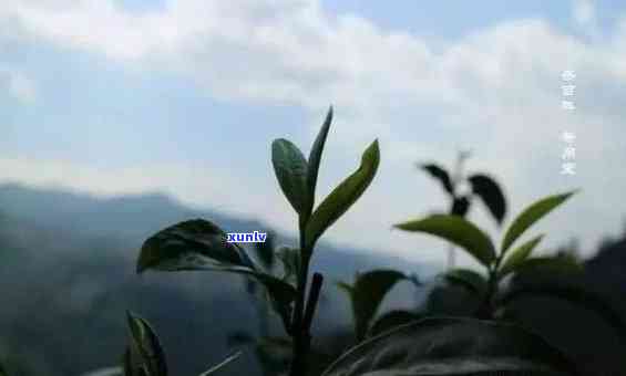 冰岛茶王2017，2017年冰岛茶山茶王：独特的口感和历背景