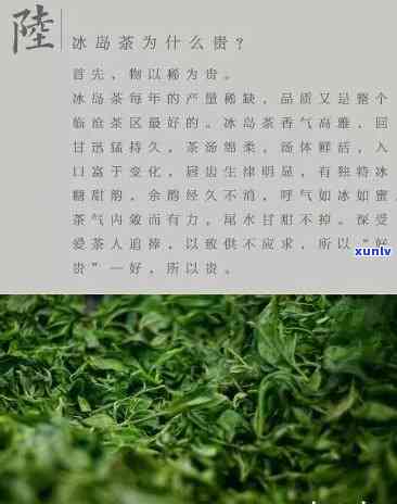 如何形容冰岛茶，探索冰岛茶的独特魅力：一种清新、自然和令人愉悦的口感体验