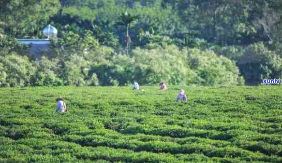 五指山茶文化，探索海南岛的瑰宝：五指山茶文化